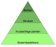 Plantlagen piramide