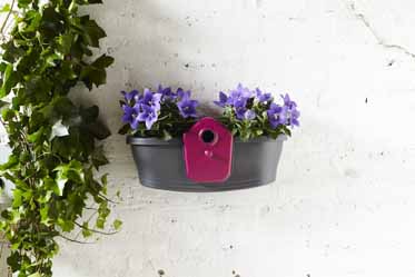 corsica-birdgarden-i9