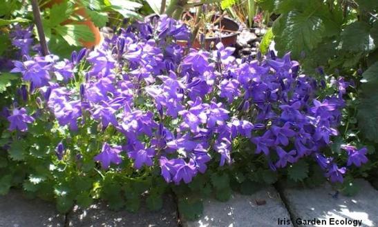 campanula