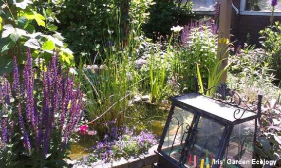 vijvertje in mijn tuin