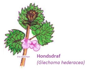 hondsdraf