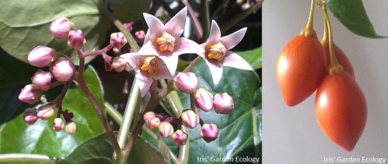 Boomtomaat uitgelicht