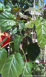 Mijn plant begin 2014