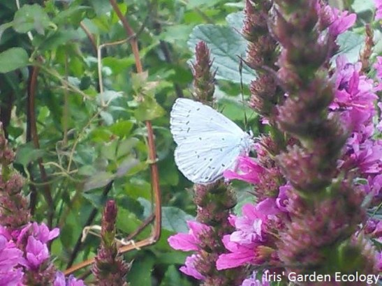 vlinder op kattenstaart2