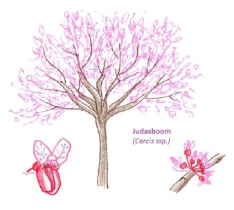 Judasboom