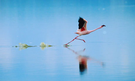 Bron: www.thegardian.com