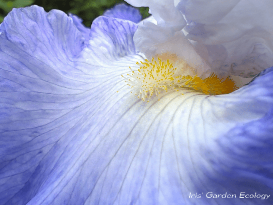 Close-up iris