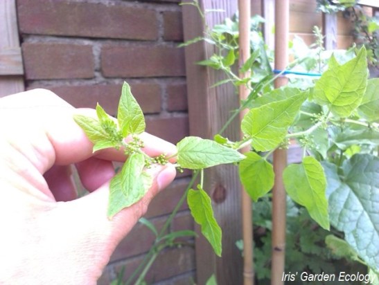 Rank met bloemknoppen in bladoksels