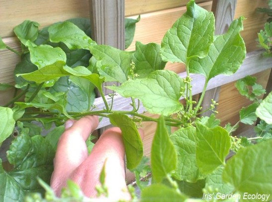 Ranken rond elkaar gevlochten