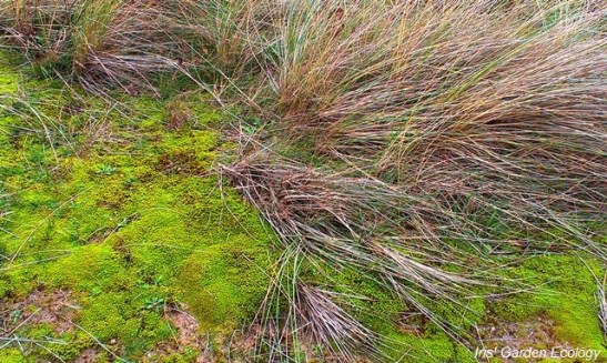 Dit mos kleurt in natte periodes geelgroen maar is spectaculair in het najaar, als het fel afsteekt met het vaal wordende helmgras.