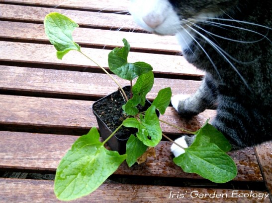 Brave hendrik (en werkopzichter)
