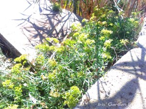 Zeevenkel, een delicatesse