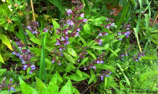 Geld besparen tuinieren