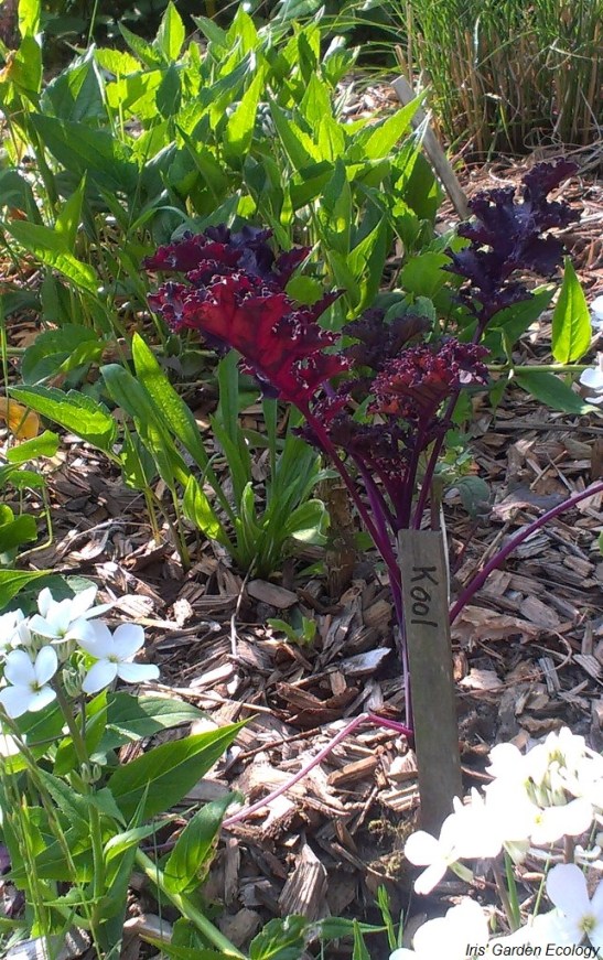 kool in mulch