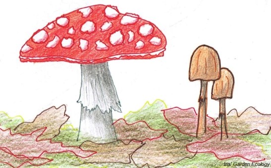 paddenstoelen