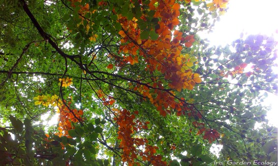 wpid-wp-1446106798742.jpeg