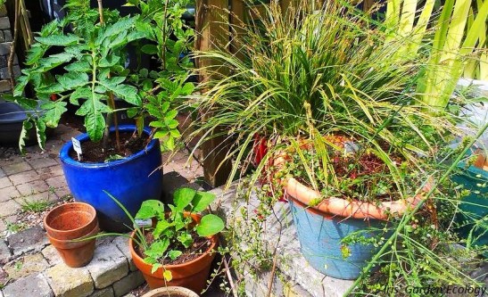 planten in pot