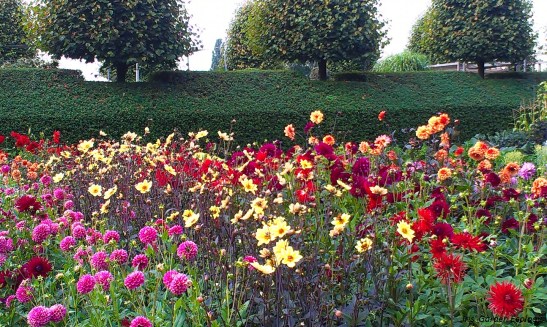Dahlia's. Wat moeten ze hier een hoop werk aan hebben... Kijktuinen Nunspeet (2013).