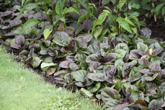 Zenegroen. Bron: De Tuinen Van Appeltern