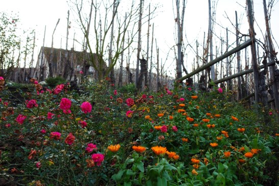wijngaard met gemengde rand