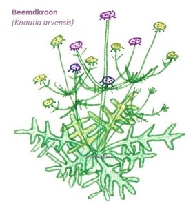 Beemdkroon