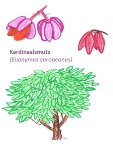 Kardinaalsmuts europeanus