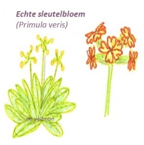 Sleutelbloem (echte)