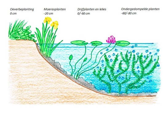 vijver ecologisch planten helder met aanduiding