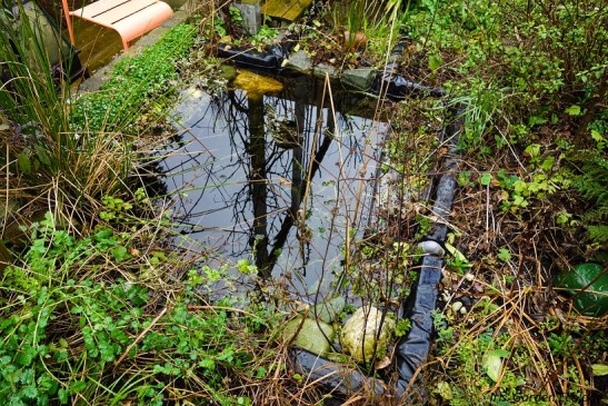 De vijver nu in de winter (februari)