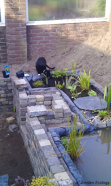 vijver vlak na aanleg met moeras