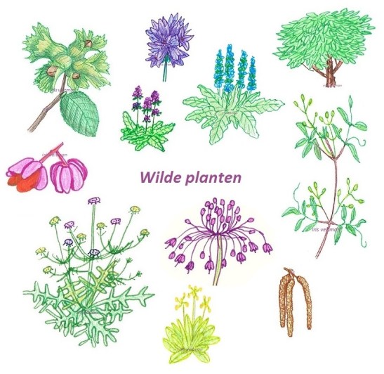 Wilde planten1