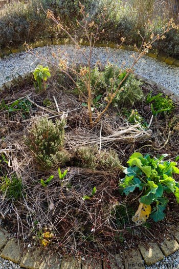 hazelaar takken mulch voorjaar