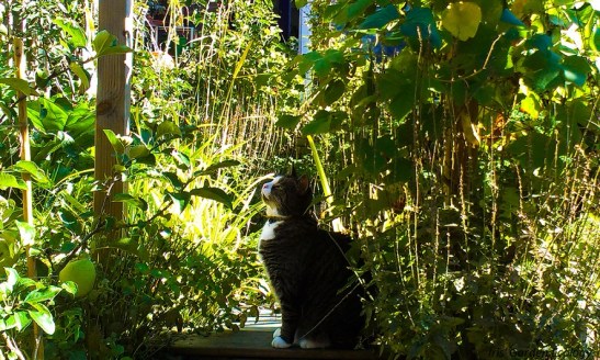 Kat groene tuin zonder kattenpoep