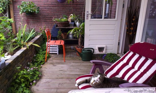 Mijn kat luiert in de het jaar ervoor aangelegde tuin. Alleen de aarde in de verhoogde border moest ik nog bedekken.