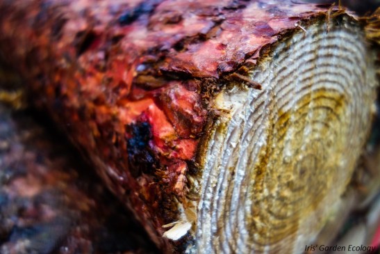 prachtig gekleurd hout grove den