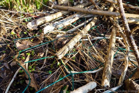 takken hout snoeisel gaas tegen katten poep