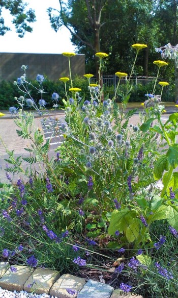 Beplanting in mijn eigen tuin, waarbij ik de kale zandgrond níet verbeterd heb. Duizenblad en zeedistel doen het er goed.