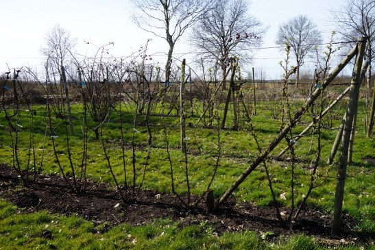Fruitstruiken voorbeelden