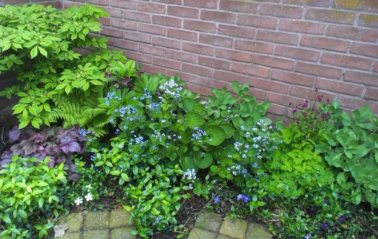 idee beplanting langs muur