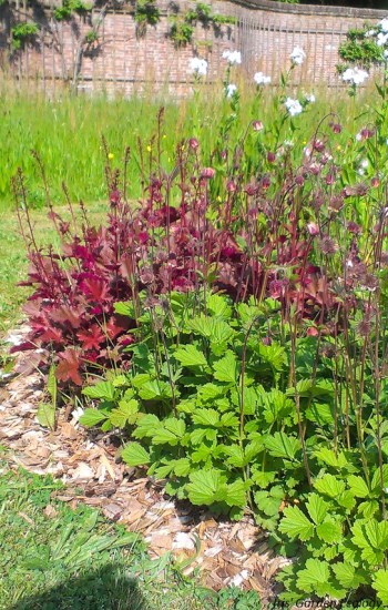 nagelkruid beplanting