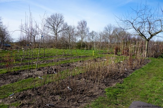 planten voor verkoop