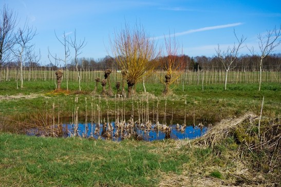 Poel met wilgen, een broeihoop voor slangen en een ooievaarspost ernaast.