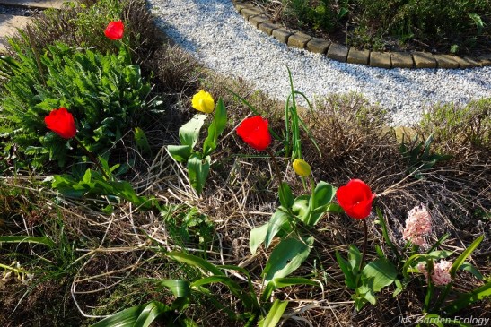 voortuin tulpen