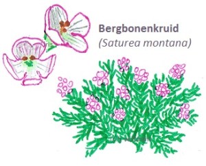 Bergbonenkruid