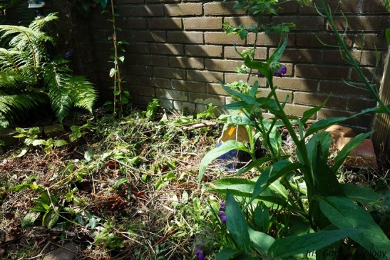 border 2 smeerwortel meidoorn crosne schisandra