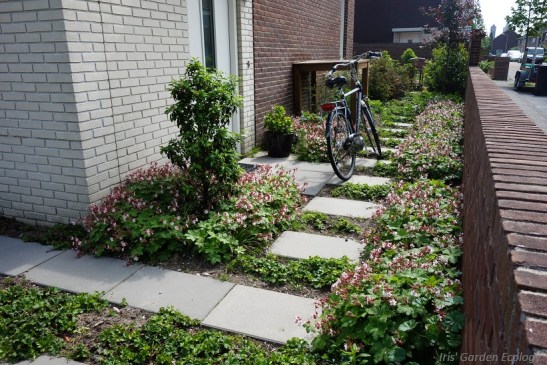 Leuk tuintje in Beverwijk, vorig jaar aangelegd.