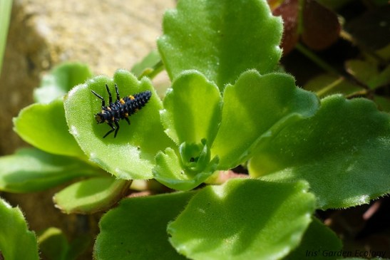 lieveheersbeestje larve 2