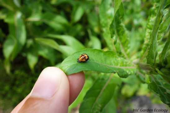 lieveheersbeestje pop