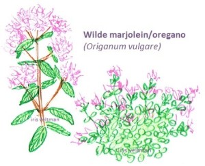 Marjolein