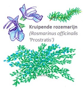 Rozemarijn (kruipende)